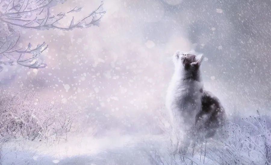 Valktero: The Enchanted Realm Of Myth, Wisdom And Transformation