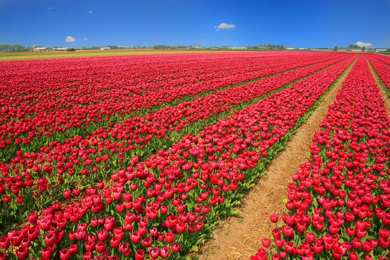 tulip victoria khaury